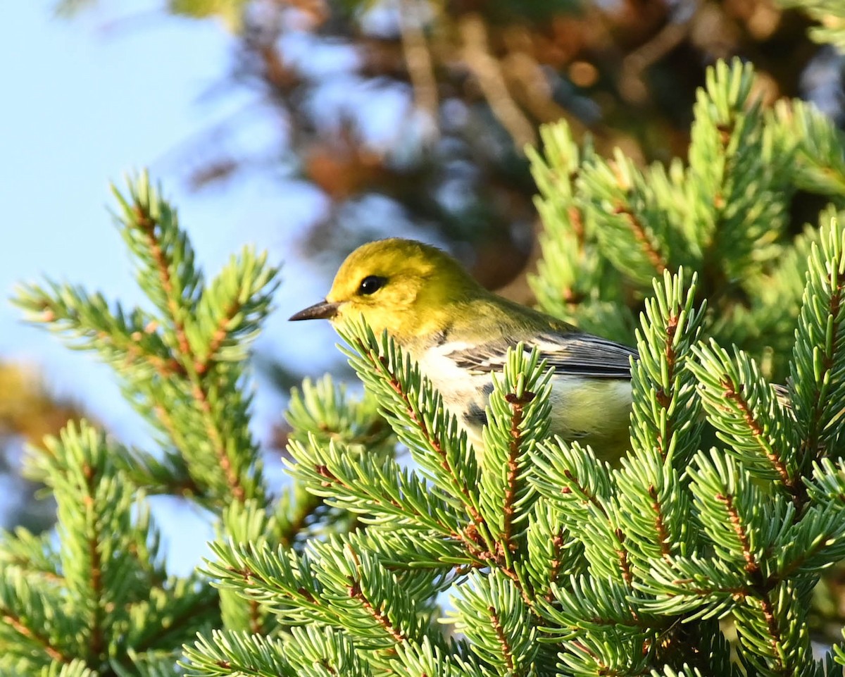 grønnparula - ML641997257
