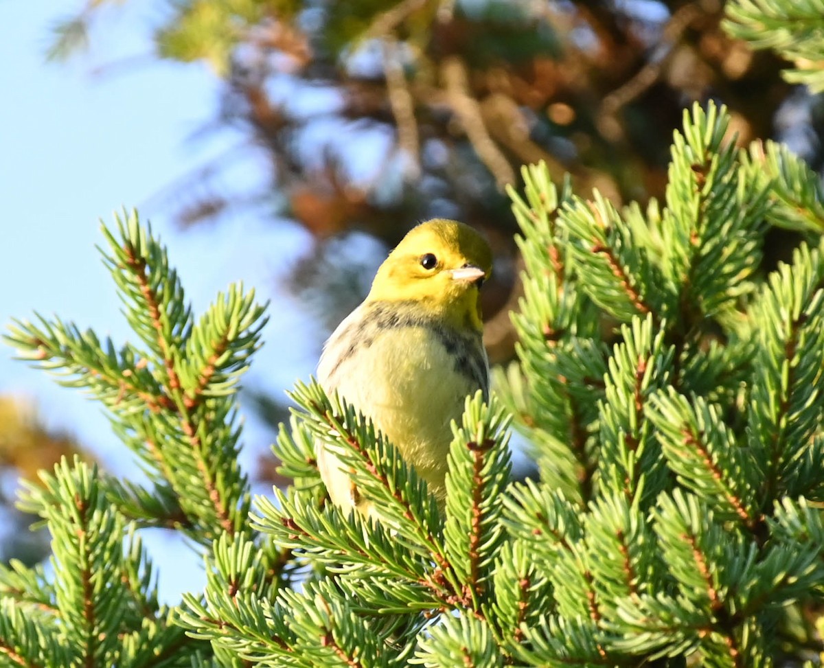 grønnparula - ML641997258