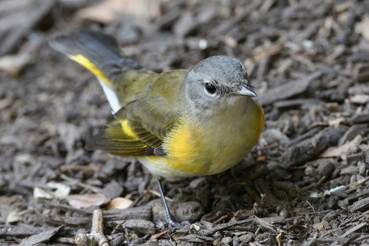 rødstjertparula - ML641997263