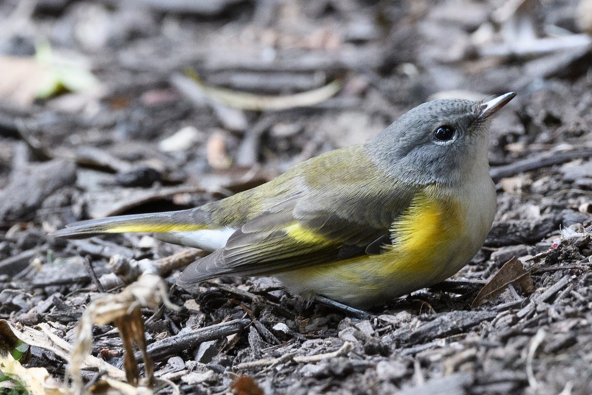 rødstjertparula - ML641997264