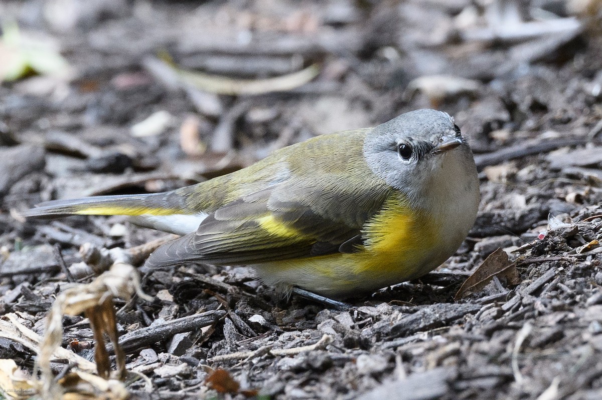 rødstjertparula - ML641997265