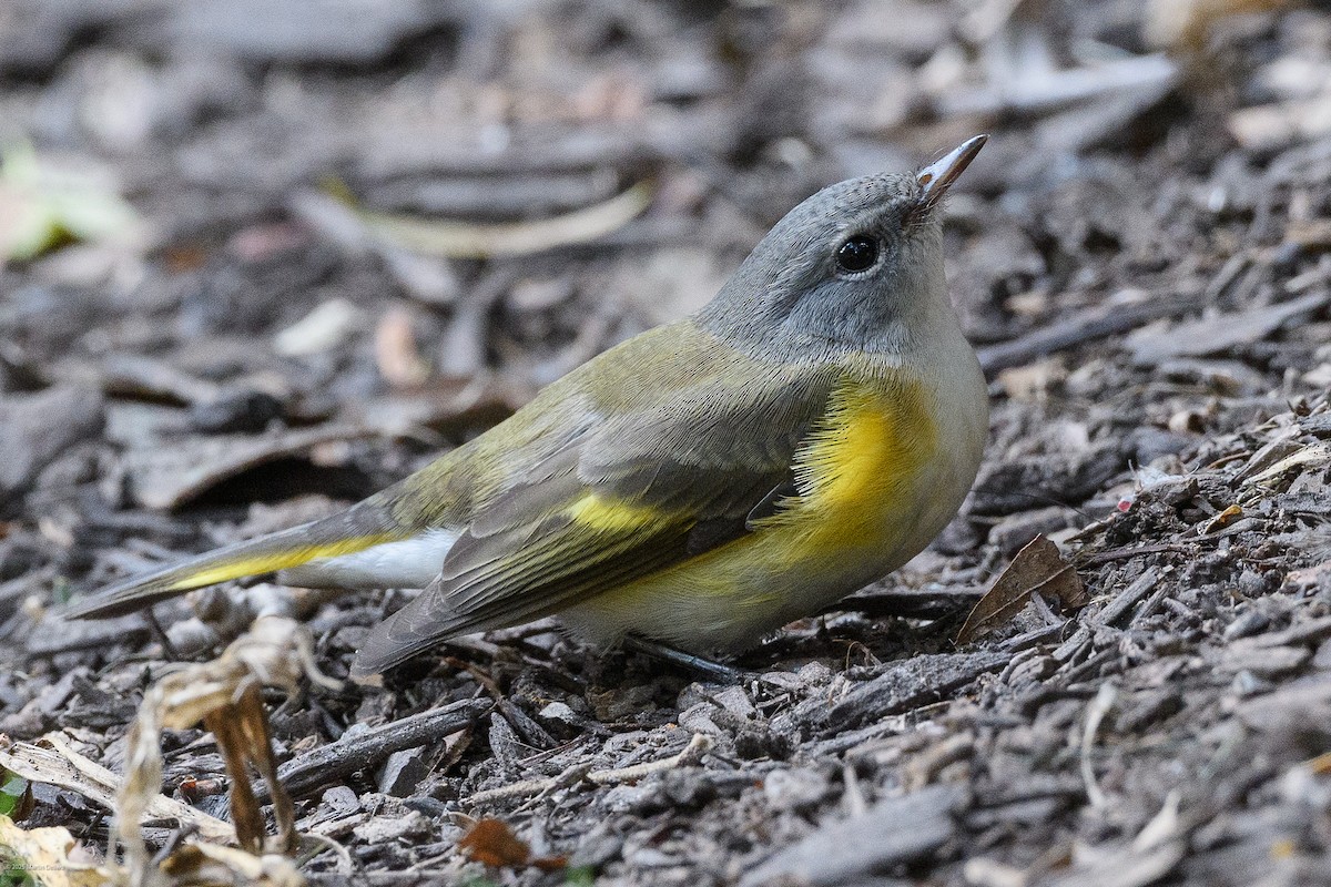 rødstjertparula - ML641997266