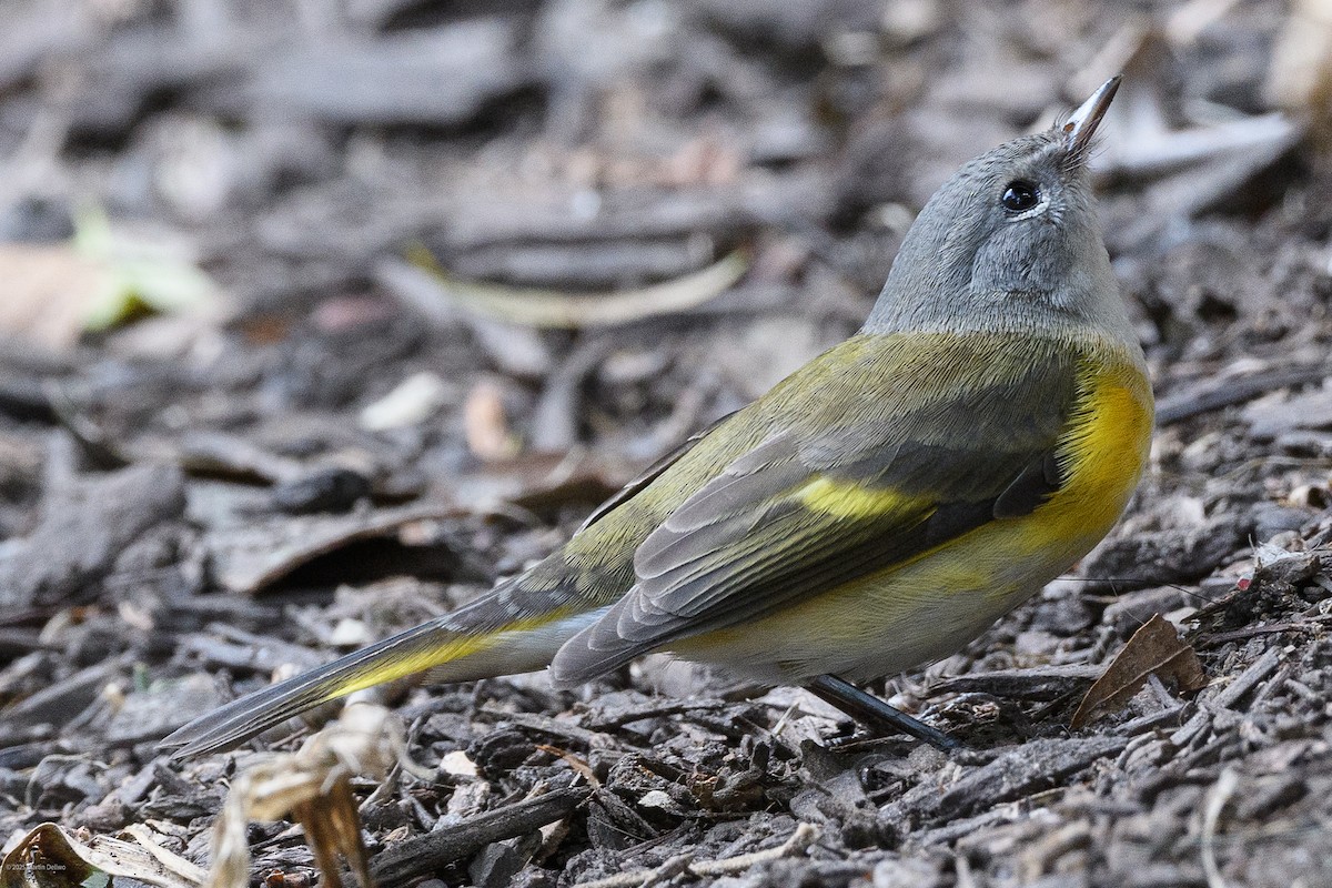 rødstjertparula - ML641997268