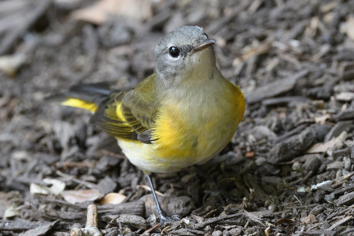 rødstjertparula - ML641997270
