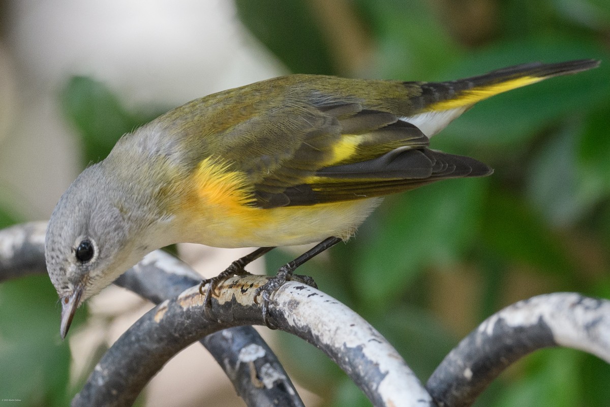 rødstjertparula - ML641997272