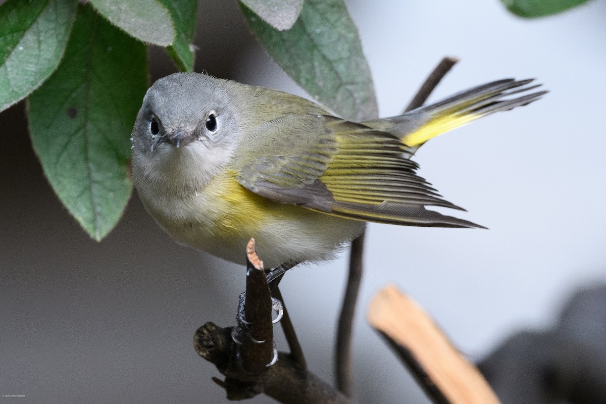 rødstjertparula - ML641997275