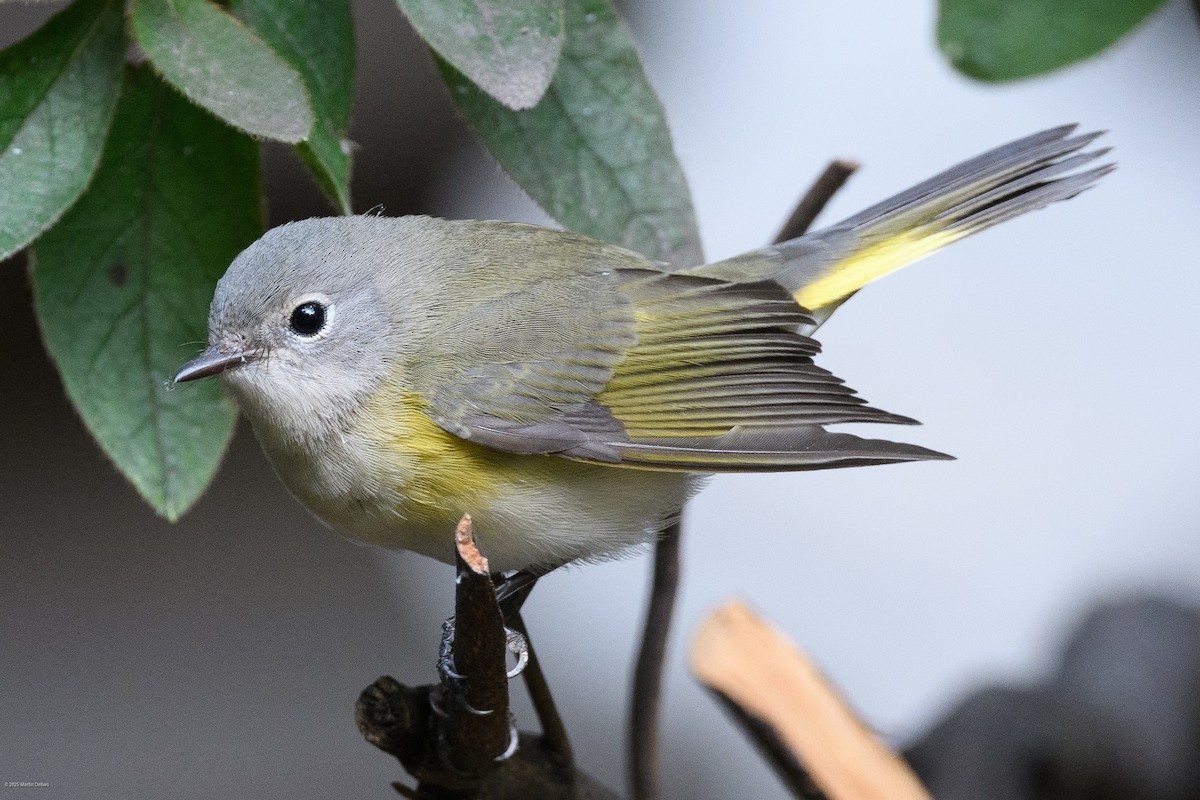 rødstjertparula - ML641997276