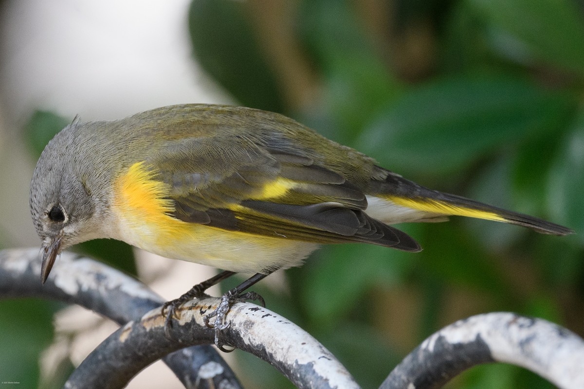 rødstjertparula - ML641997278