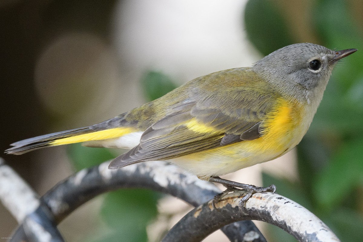 rødstjertparula - ML641997279