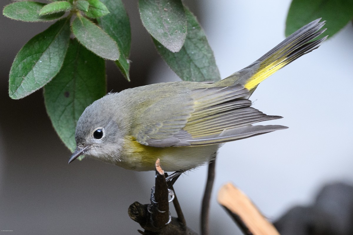 rødstjertparula - ML641997280
