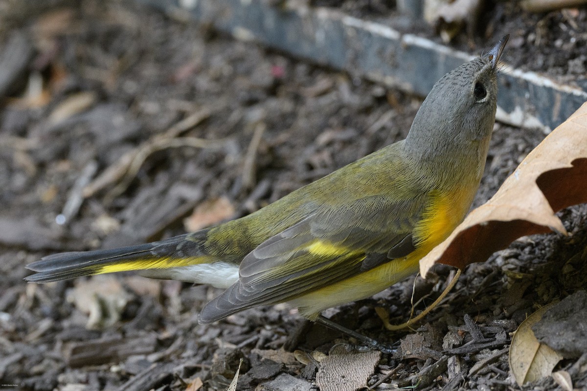 rødstjertparula - ML641997289