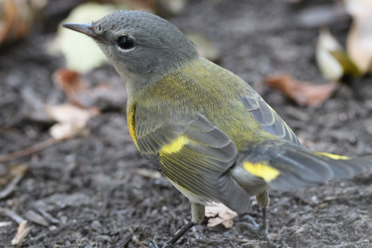 rødstjertparula - ML641997291