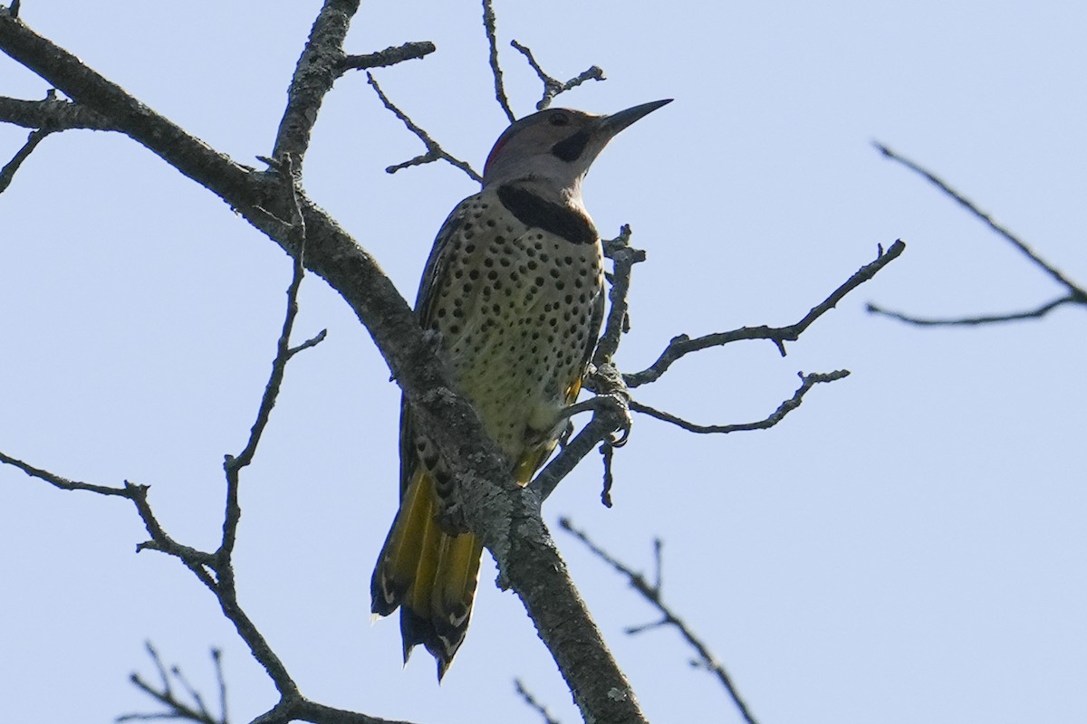 gullspett (auratus/luteus) - ML641997297
