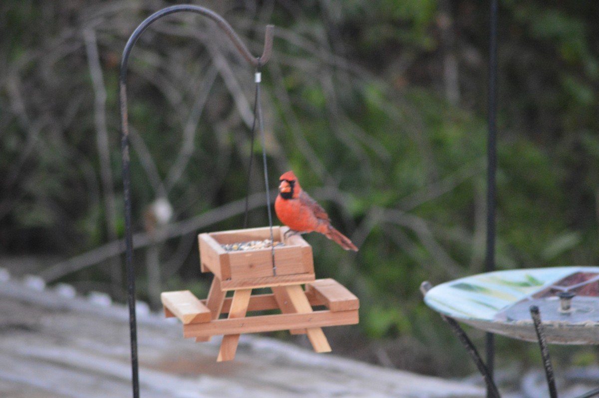 Northern Cardinal - ML641997336