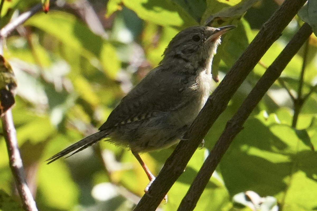 Northern House Wren - ML641997348