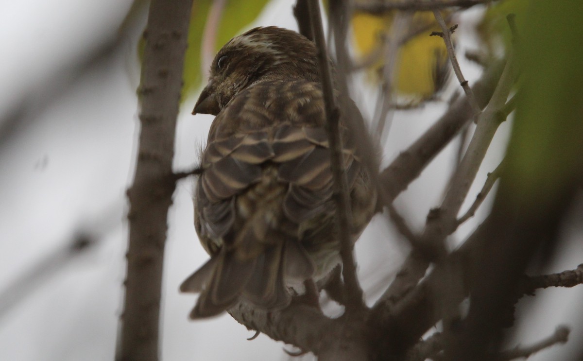Purple Finch - ML641997349