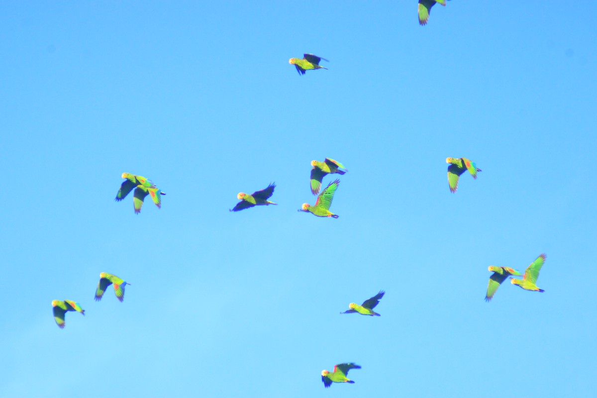 Yellow-lored Amazon - ML641997350