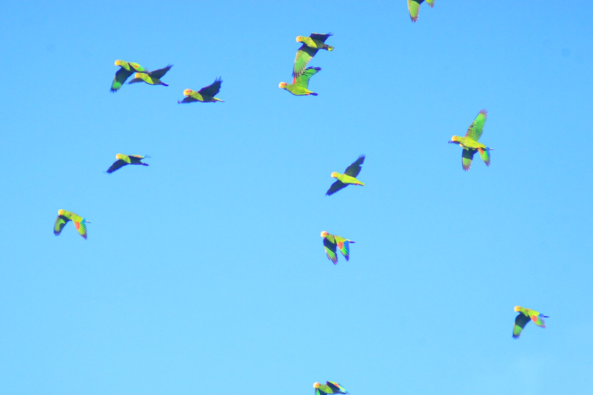 Yellow-lored Amazon - ML641997351
