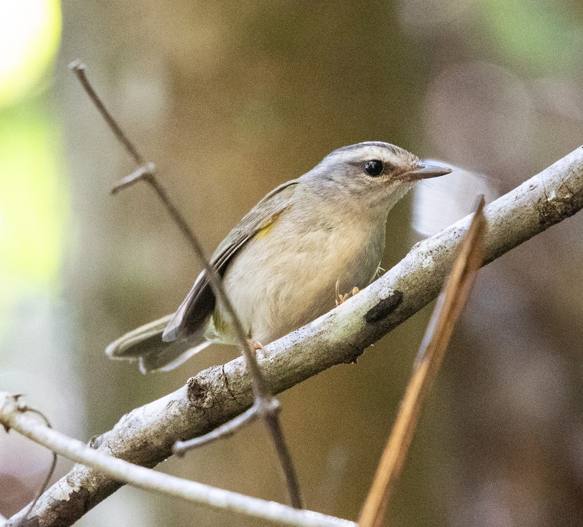 Golden-crowned Warbler - ML641997362