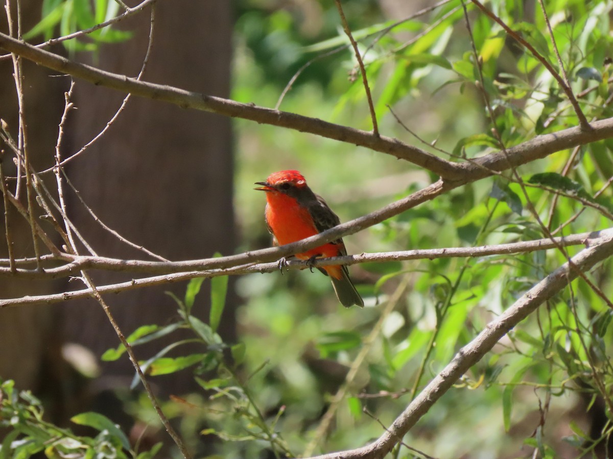Vermilion Flycatcher - ML641997366