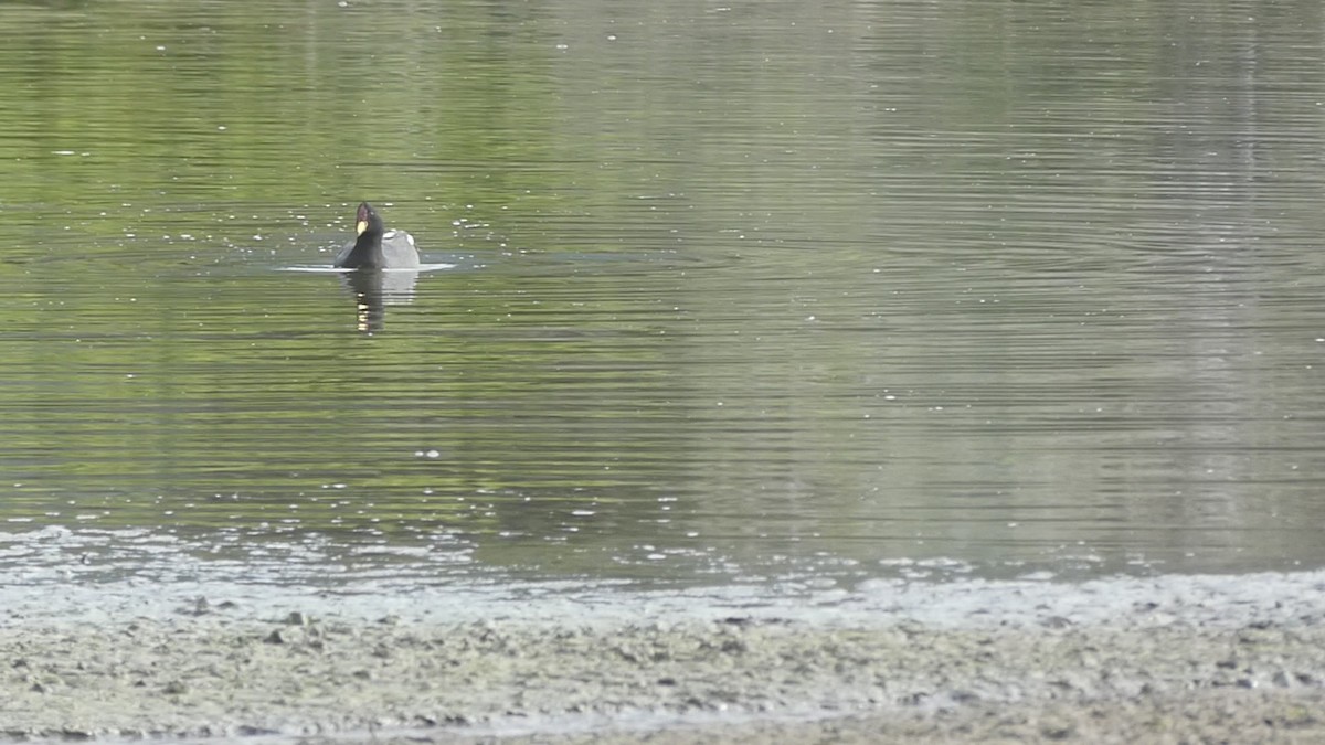 Red-fronted Coot - ML641997367