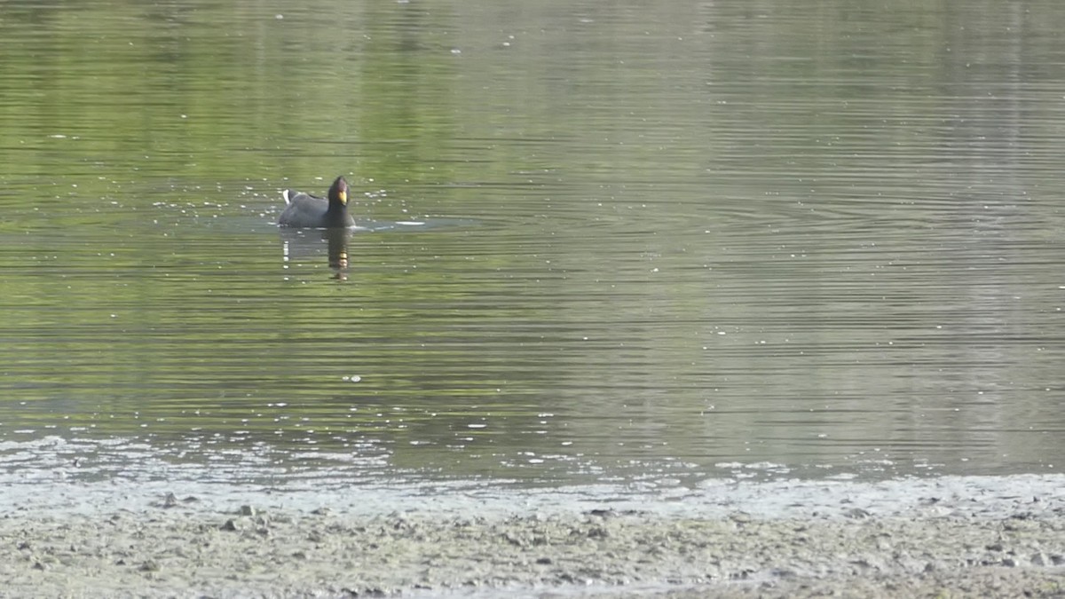 Red-fronted Coot - ML641997369