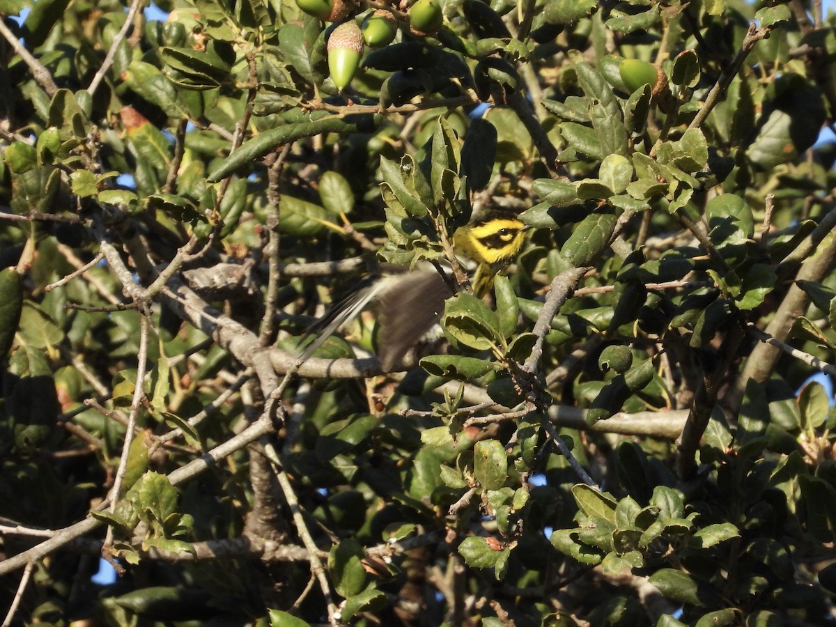 Townsend's Warbler - ML641997372