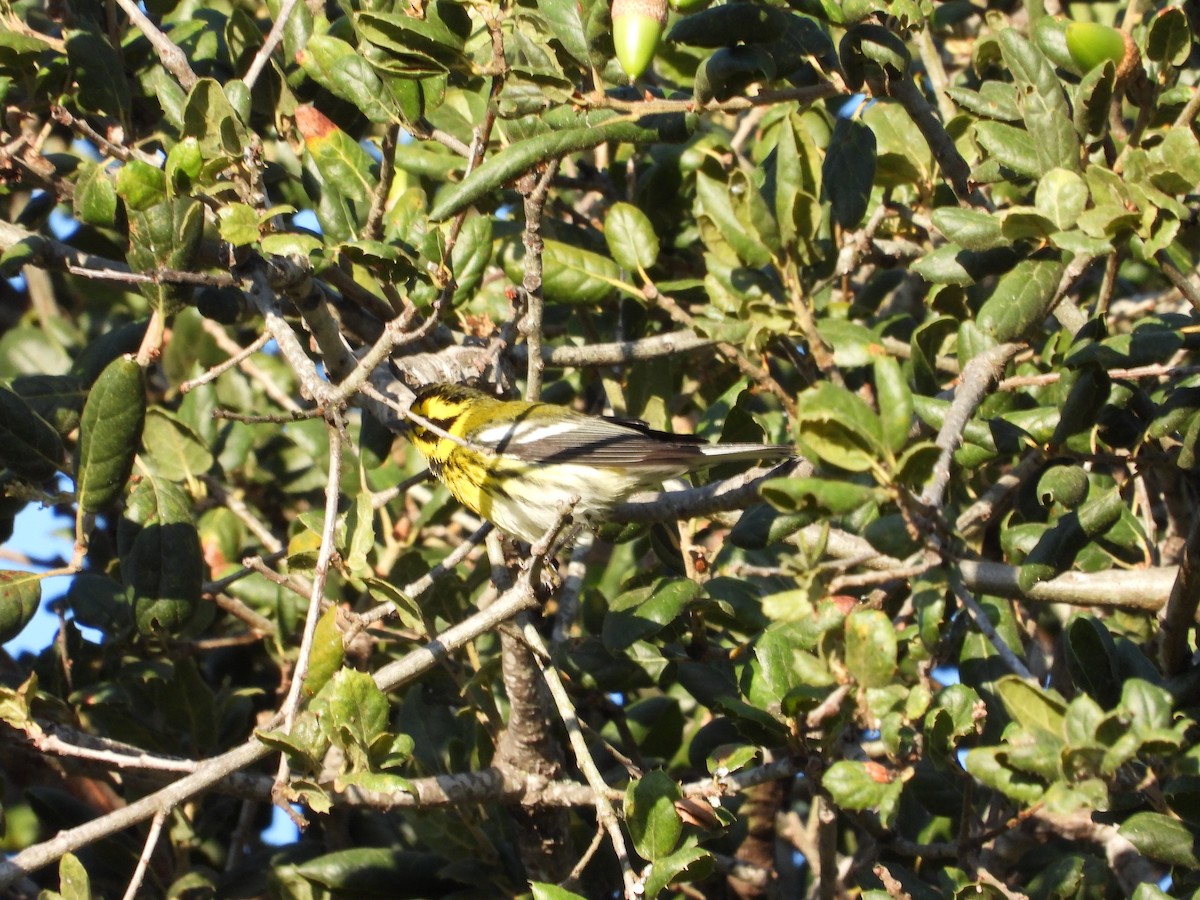Townsend's Warbler - ML641997373