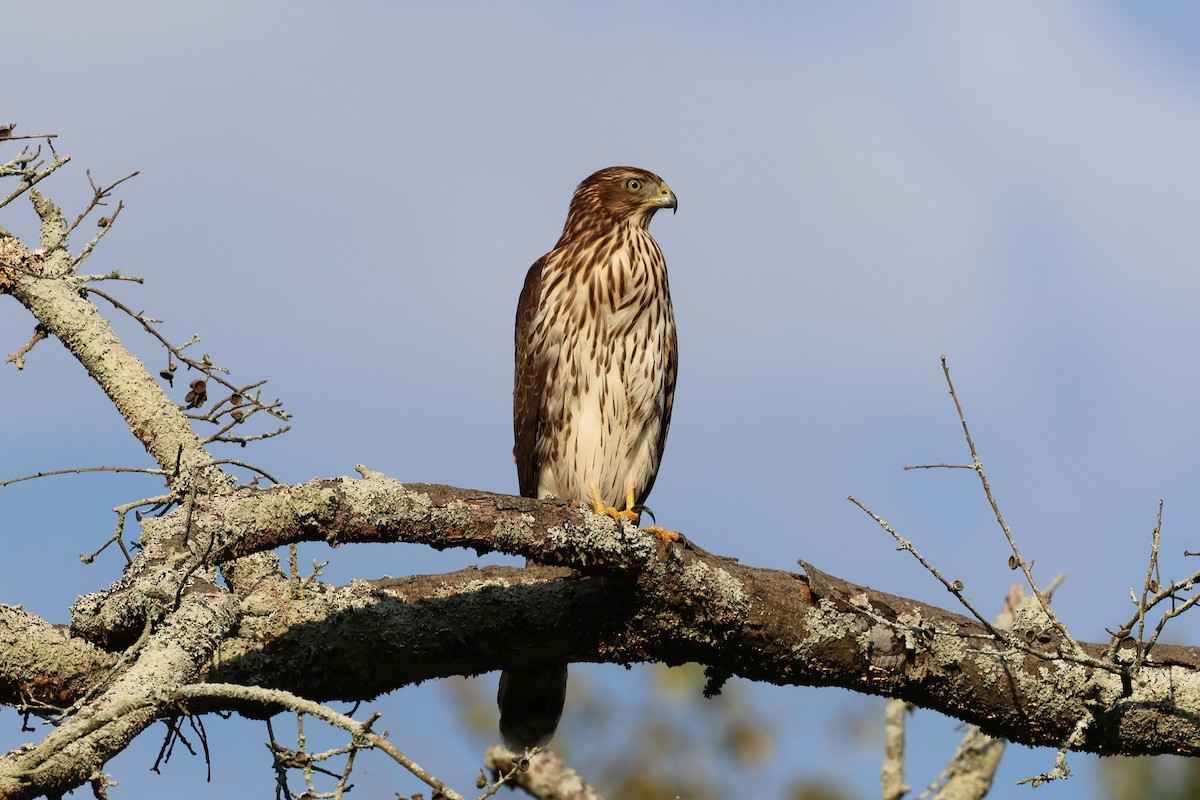 Cooper's Hawk - ML641997377