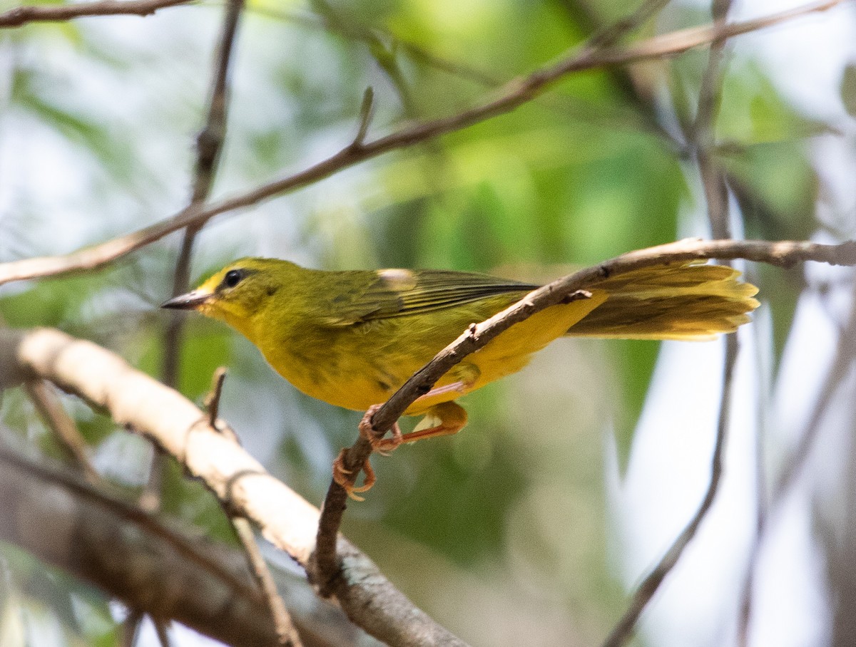 Flavescent Warbler - ML641997378