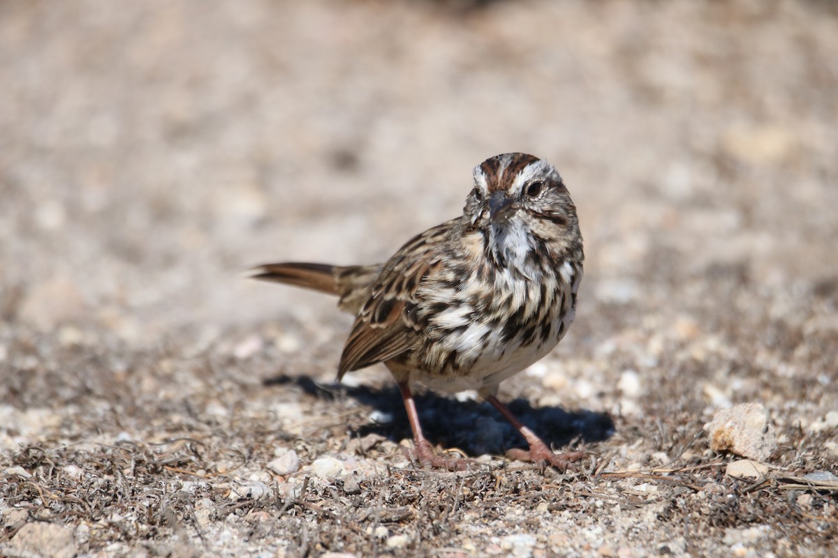 Song Sparrow (heermanni Group) - ML641997379