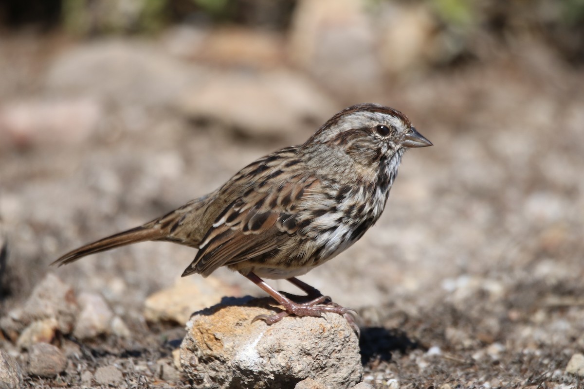 Song Sparrow (heermanni Group) - ML641997381