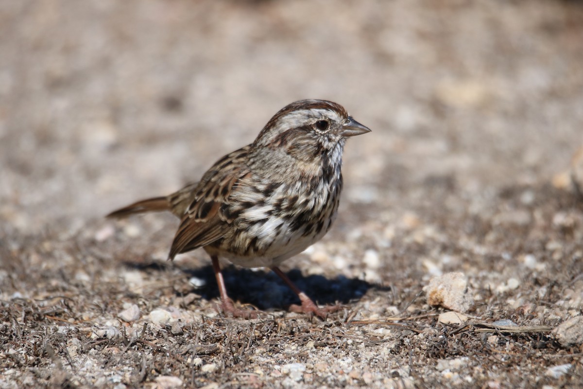 Song Sparrow (heermanni Group) - ML641997382