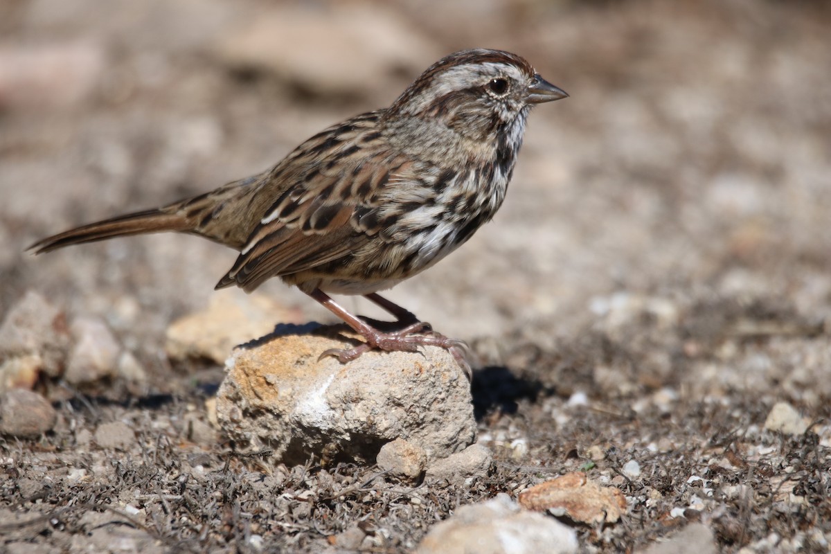 Song Sparrow (heermanni Group) - ML641997383