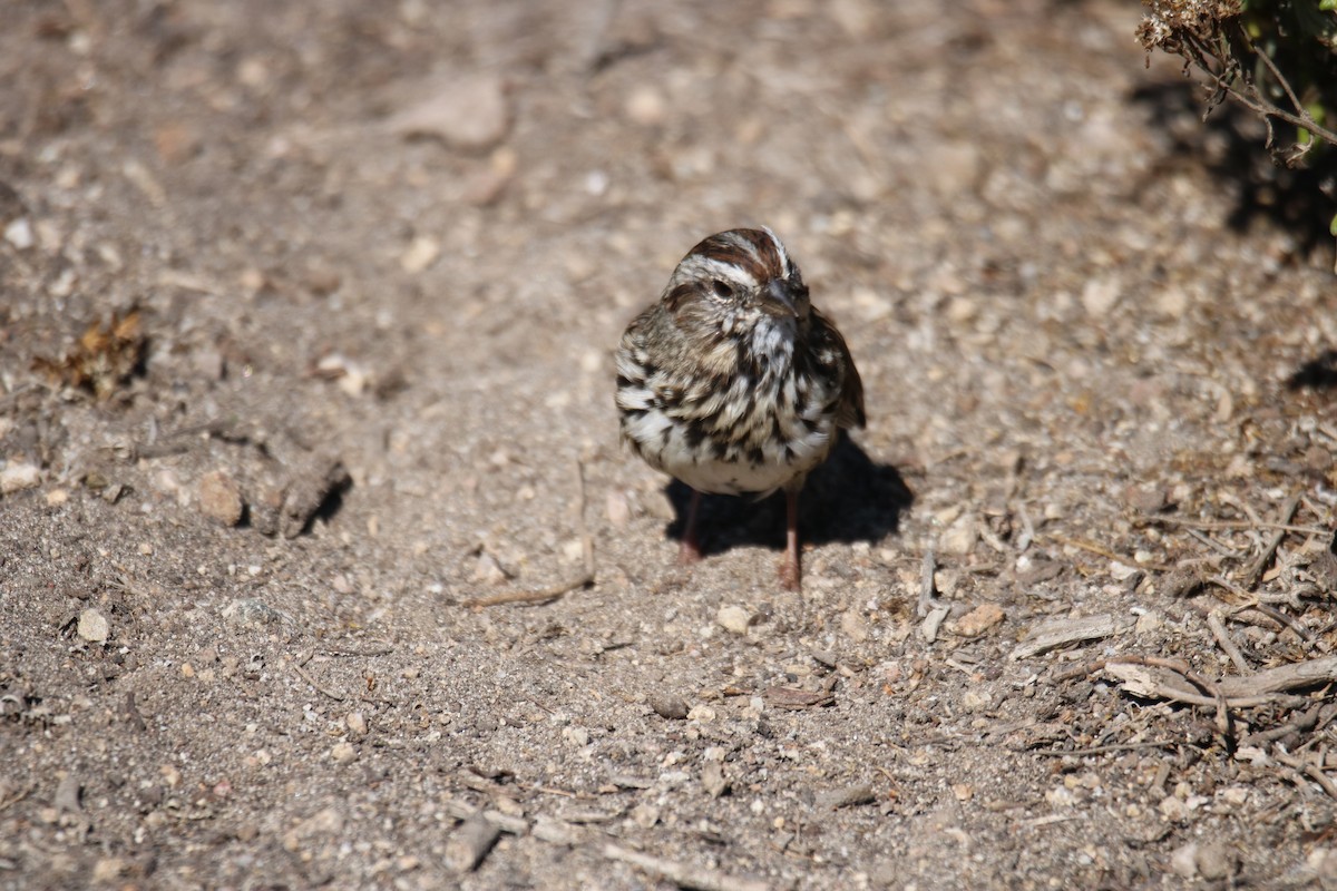 Song Sparrow (heermanni Group) - ML641997384