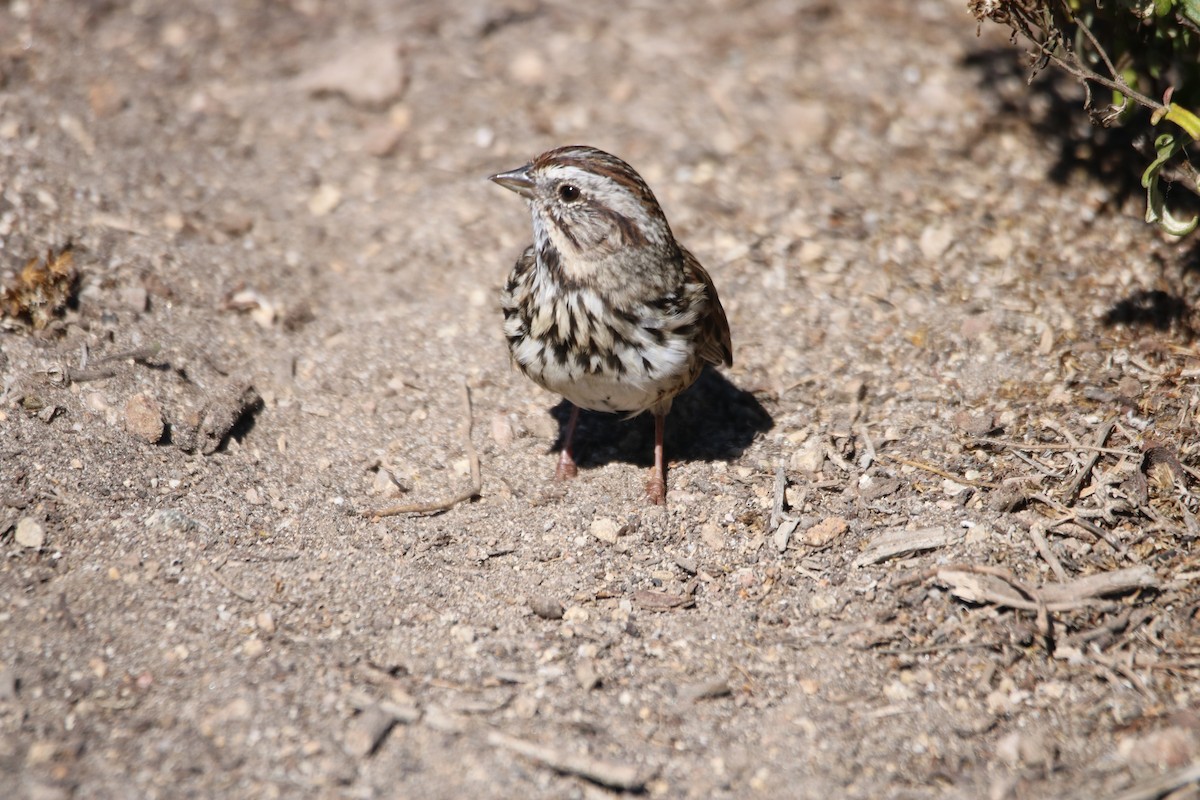 Song Sparrow (heermanni Group) - ML641997385