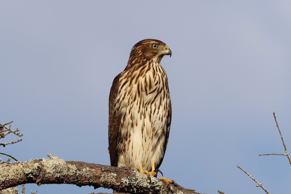 Cooper's Hawk - ML641997386