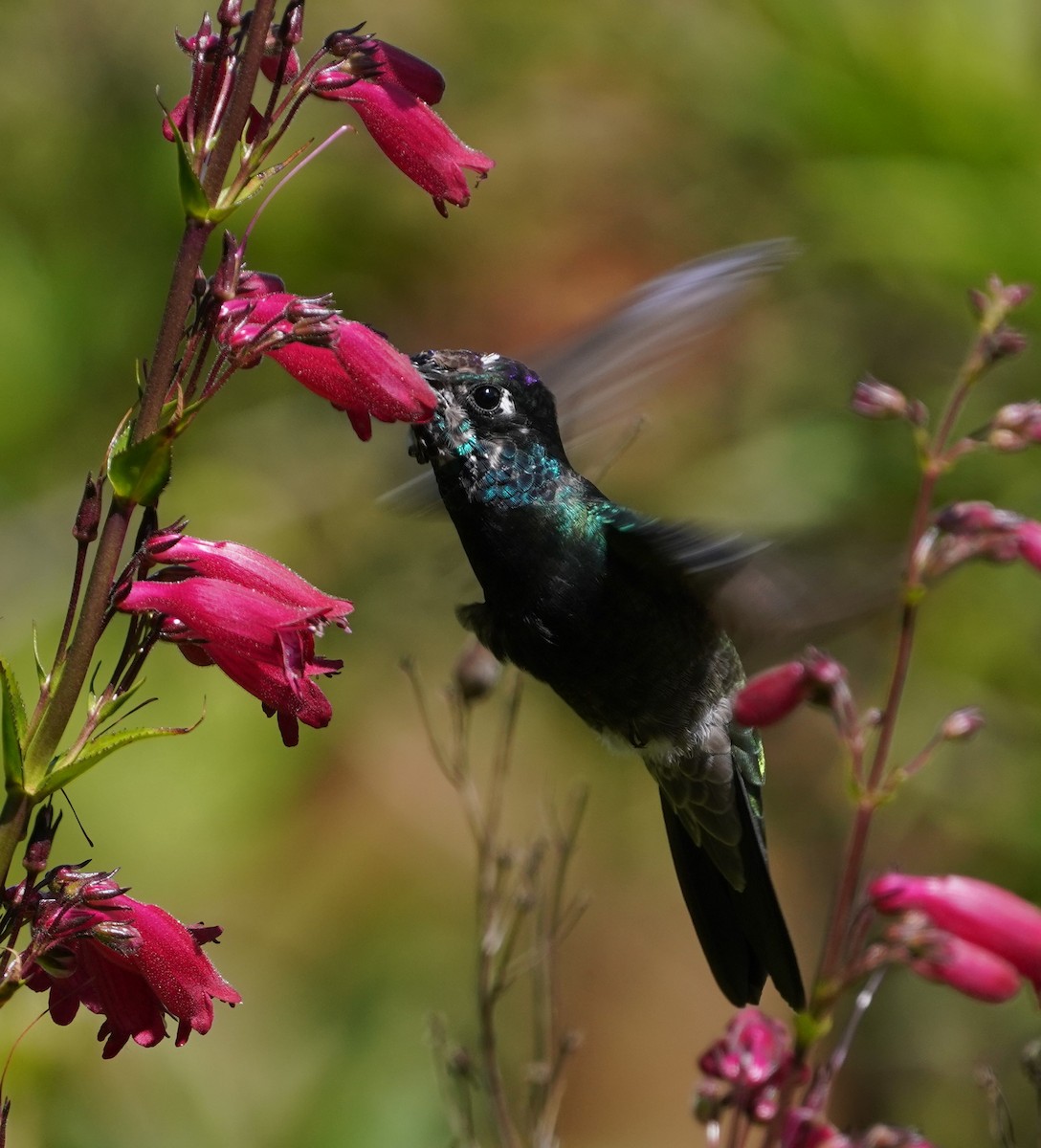 Rivoli's Hummingbird - ML641997389