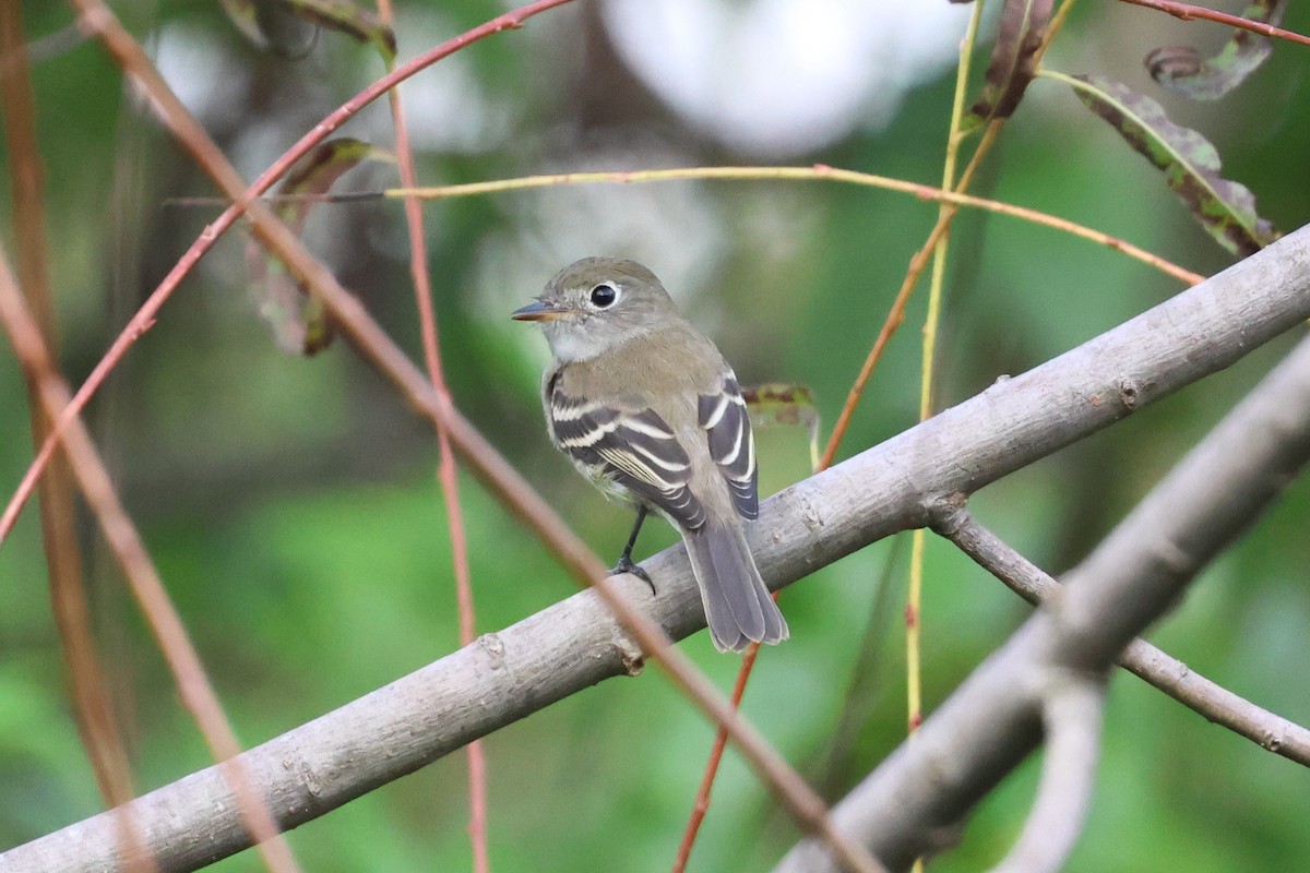 Least Flycatcher - ML641997394