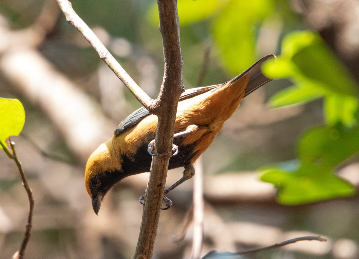 Burnished-buff Tanager - ML641997437