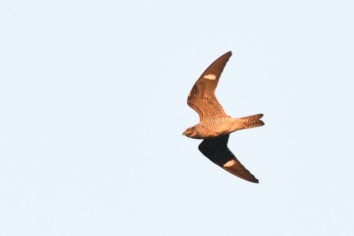 Common Nighthawk - ML641997442