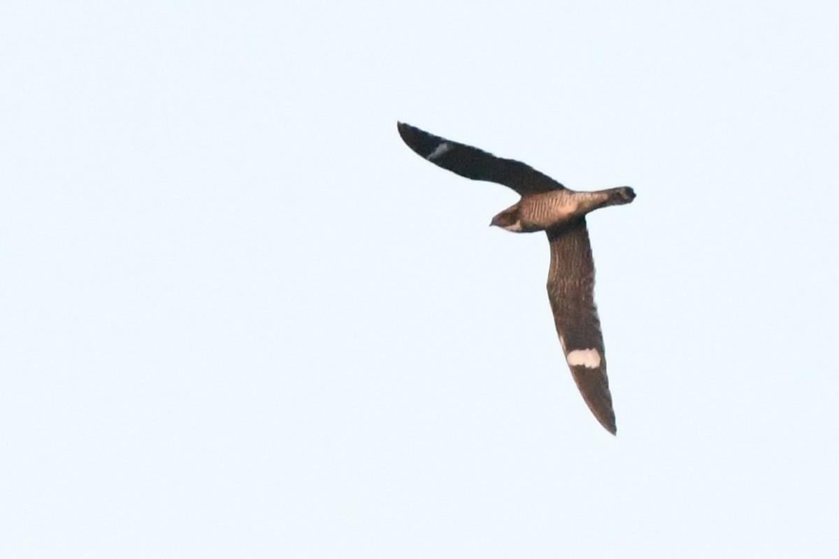 Common Nighthawk - ML641997443
