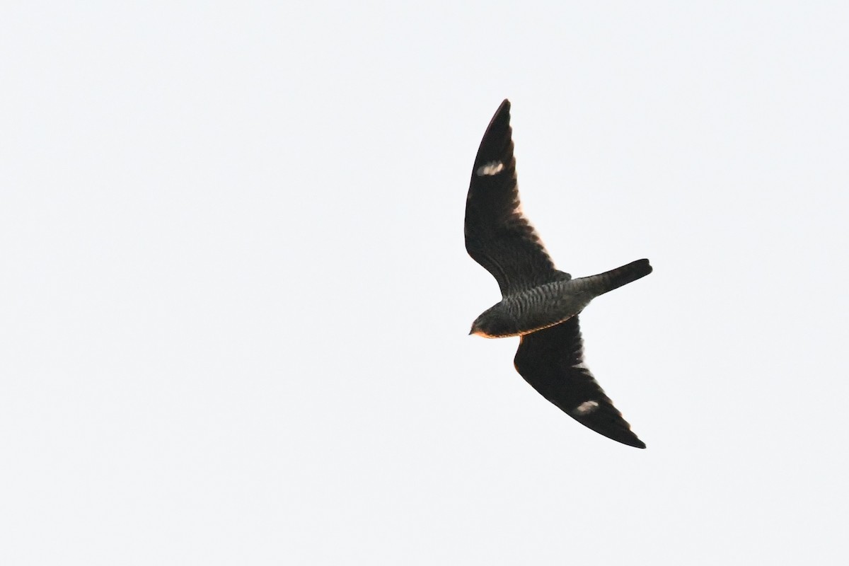 Common Nighthawk - ML641997444