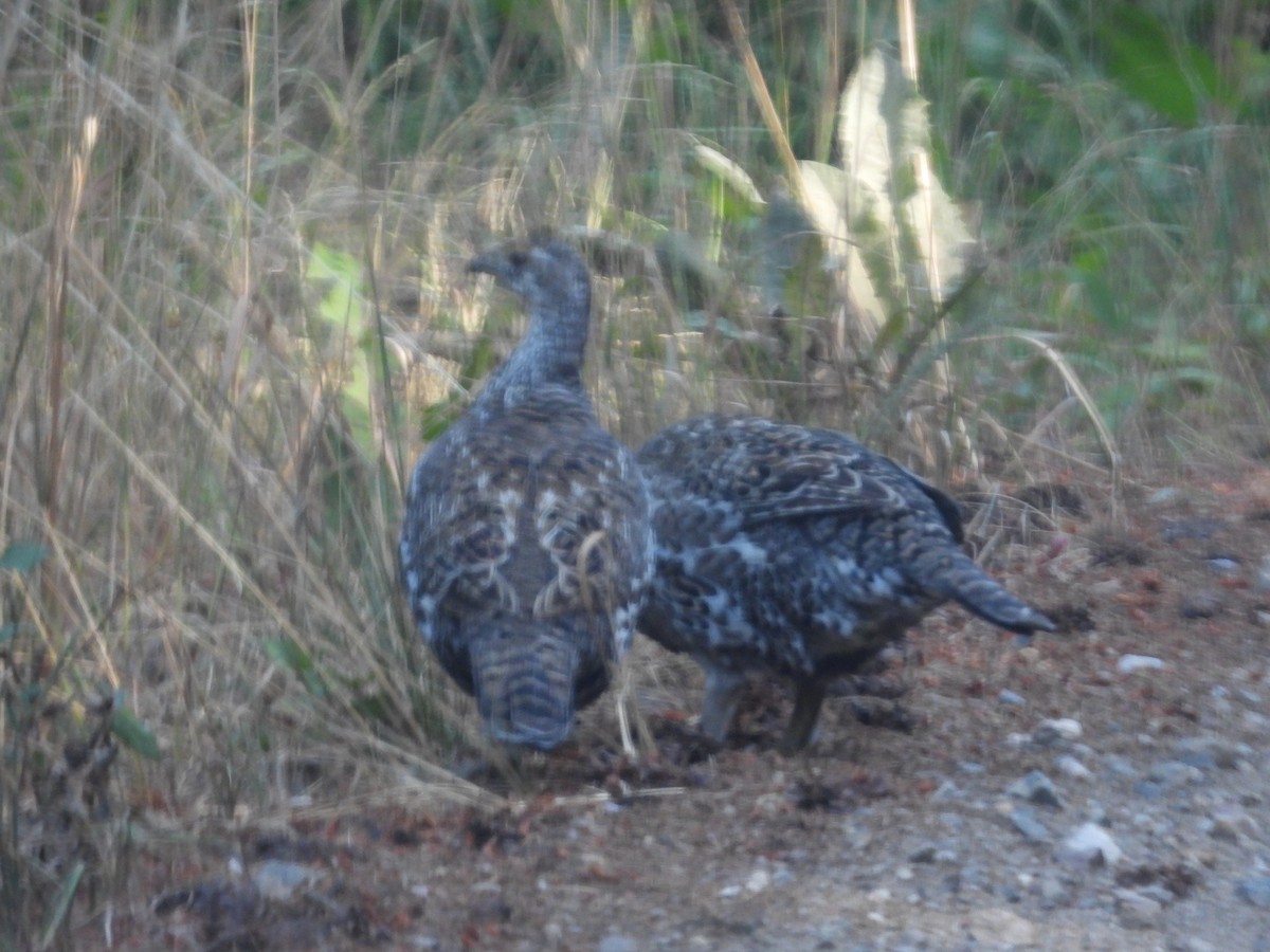 grouse sp. - ML641997445