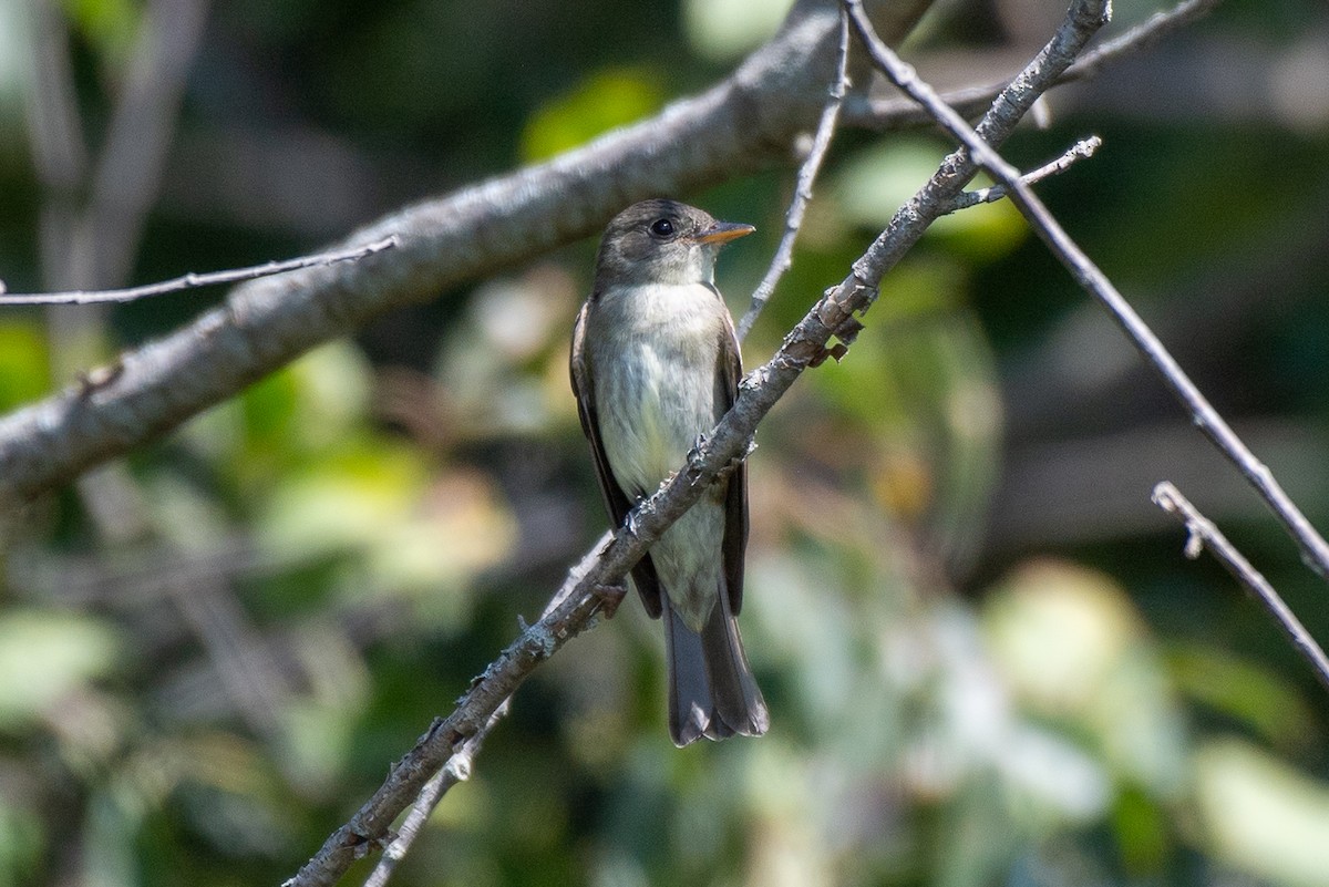 Eastern Wood-Pewee - ML641997446