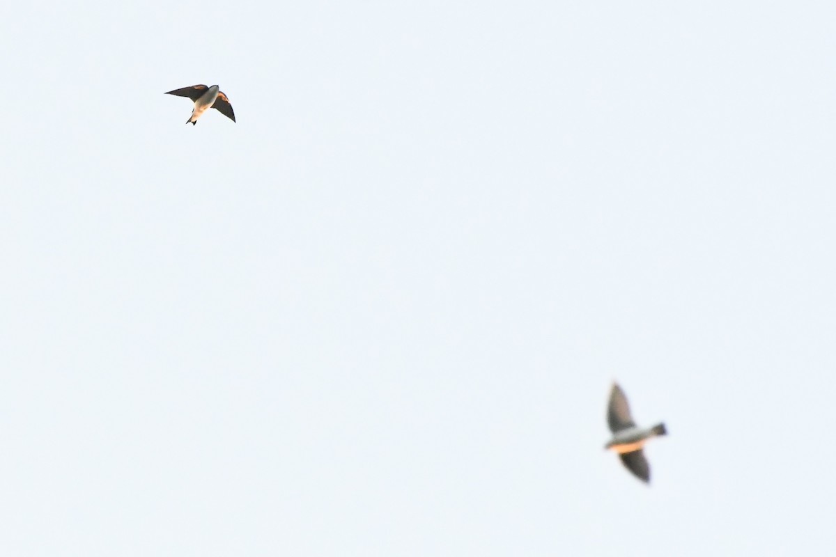 Tree Swallow - ML641997450