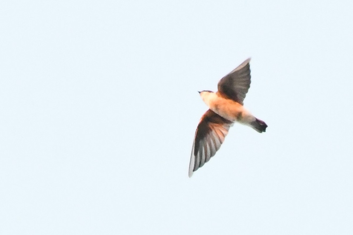 Tree Swallow - ML641997451