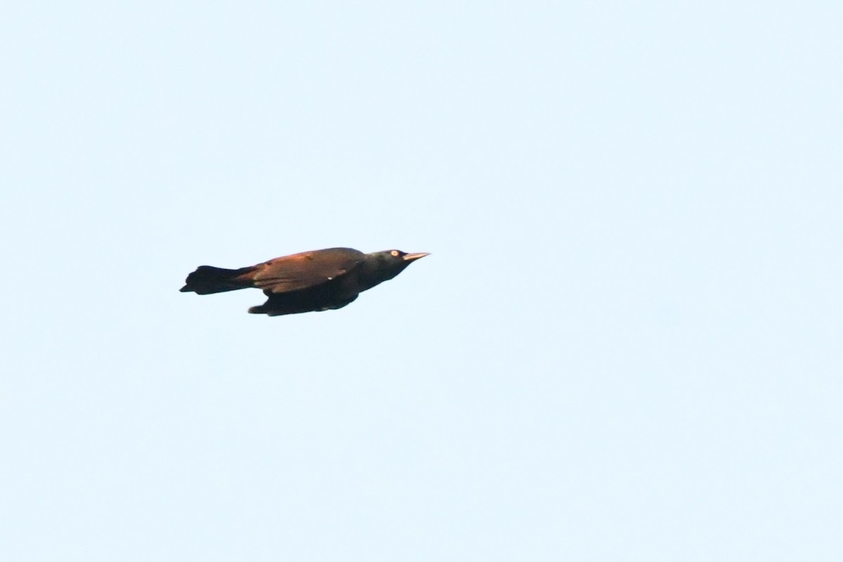 Common Grackle - ML641997454