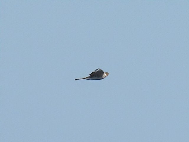 Cooper's Hawk - ML641997456