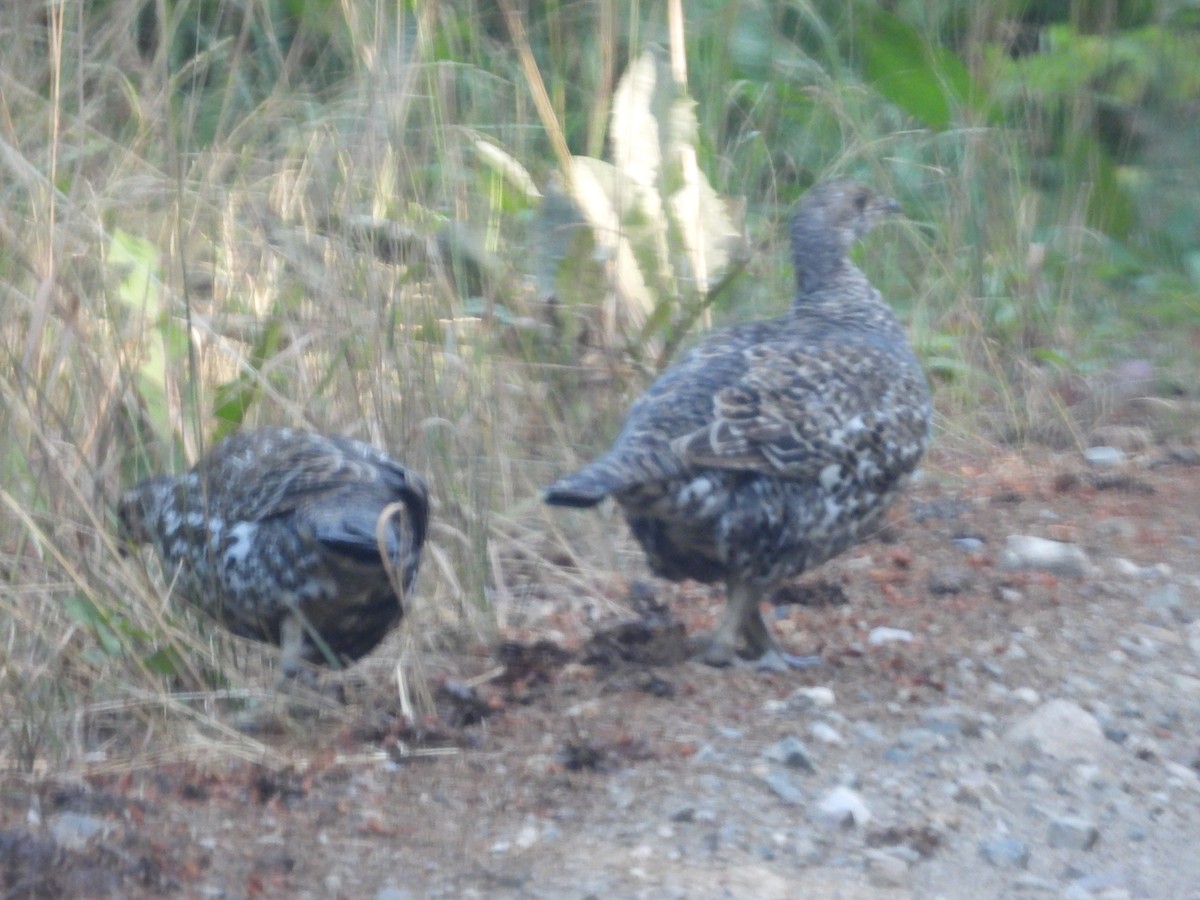 grouse sp. - ML641997467